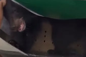 Let iz Dubaija kasnio zbog medveda u avionu! Pobegao iz sanduka, nastala prava pometnja (VIDEO)