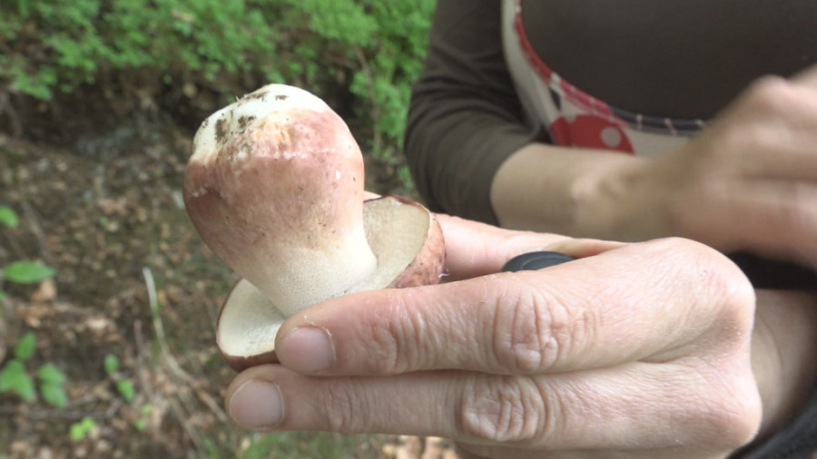 Milka je napustila novinarstvo, a sada proučava mistični svet gljiva: Nikada se nije pokajala zbog svoje odluke da napusti Užice