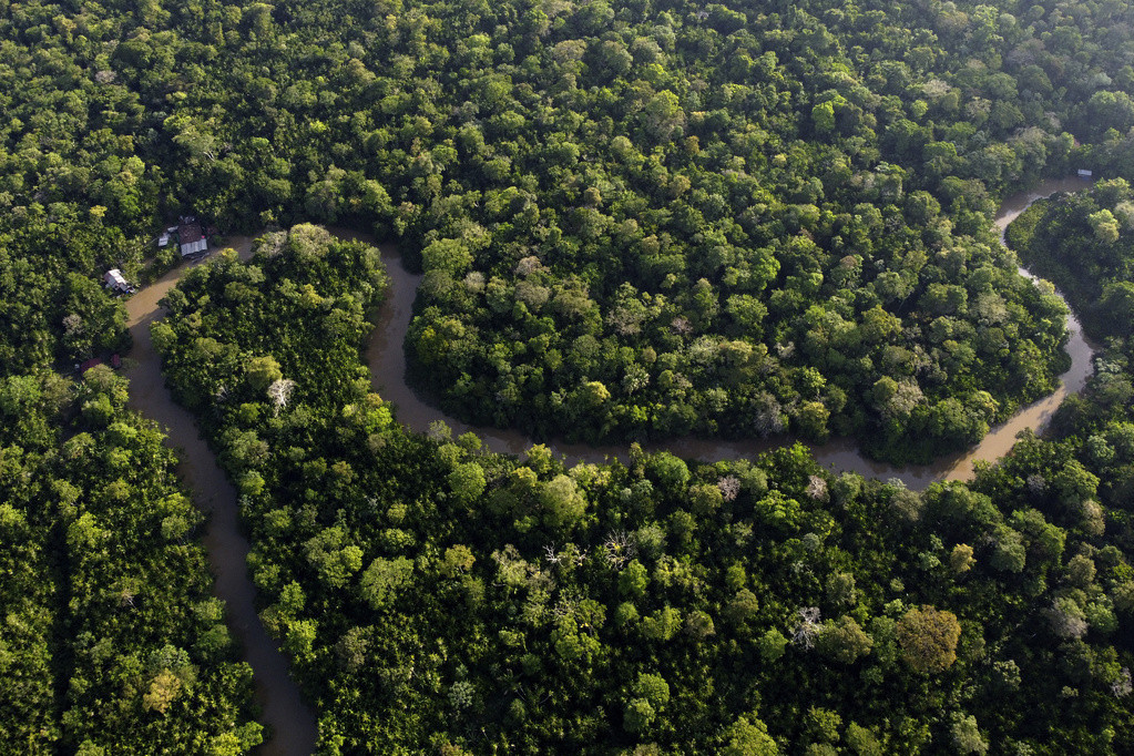 Krčenje šuma svedeno na najmanji nivo u proteklih osam godina: Deforestacija Amazonske prašume u novembru manja za 64 odsto!