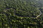 Amazon je ključan za sprečavanje klimatskih promena: Brazil pokreće projekat od 204 miliona dolara za obnovu amazonske šume
