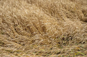 Rusija će besplatno isporučiti do 50.000 tona žita u šest afričkih zemalja