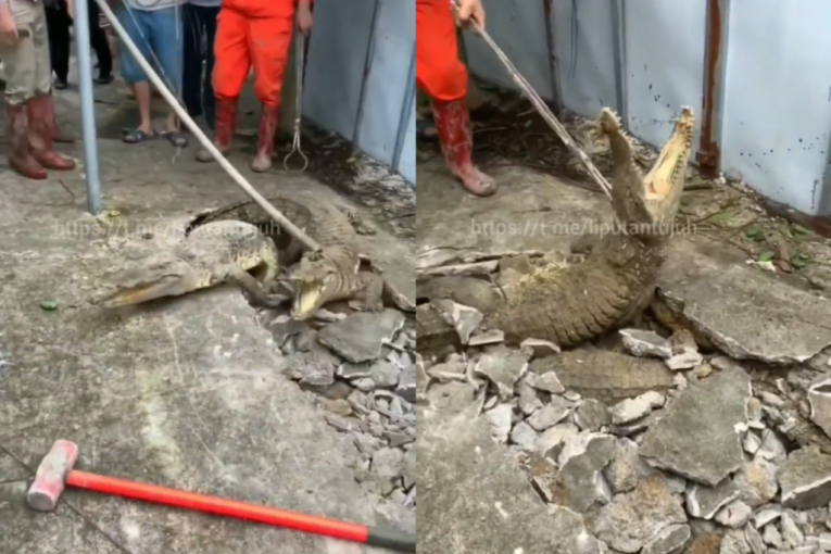 Meštani u Indiji ispod asfalta našli horor: Čuli zvuke, pa dok su proveravali o čemu se radi, iz rupe izašla tri krokodila! (VIDEO)