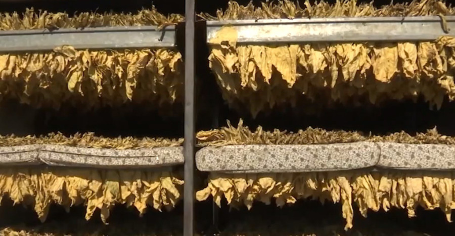 Berači duvana u njivu ulaze po mraku: Broj proizvođača povećan, dobri i kvalitet i zarada