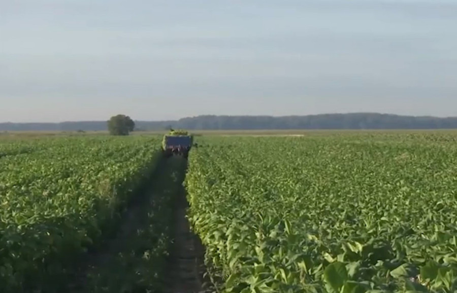 Berači duvana u njivu ulaze po mraku: Broj proizvođača povećan, dobri i kvalitet i zarada