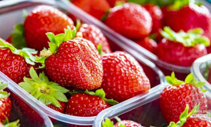 Poljaci vole srpske jagode! Vojvođanski voćari očekuju odličan prinos ove godine: Evo koliko je potrebno izdvojiti za kilogram na veliko!