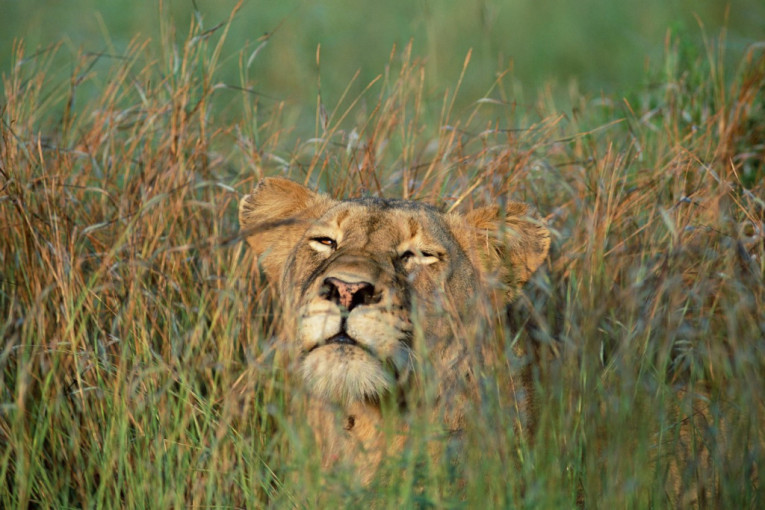 Izlazak iz tame: Najusamljeniji lav na svetu ponovo slobodan u prirodi