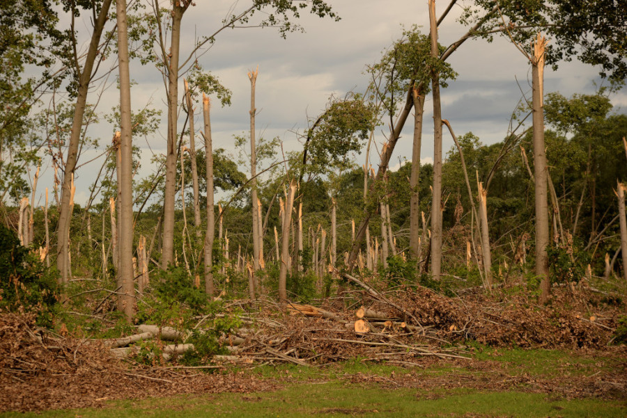 Godine će biti potrebne za obnovu: Nevreme opustošilo šume u Vojvodini, stradao i životinjski svet
