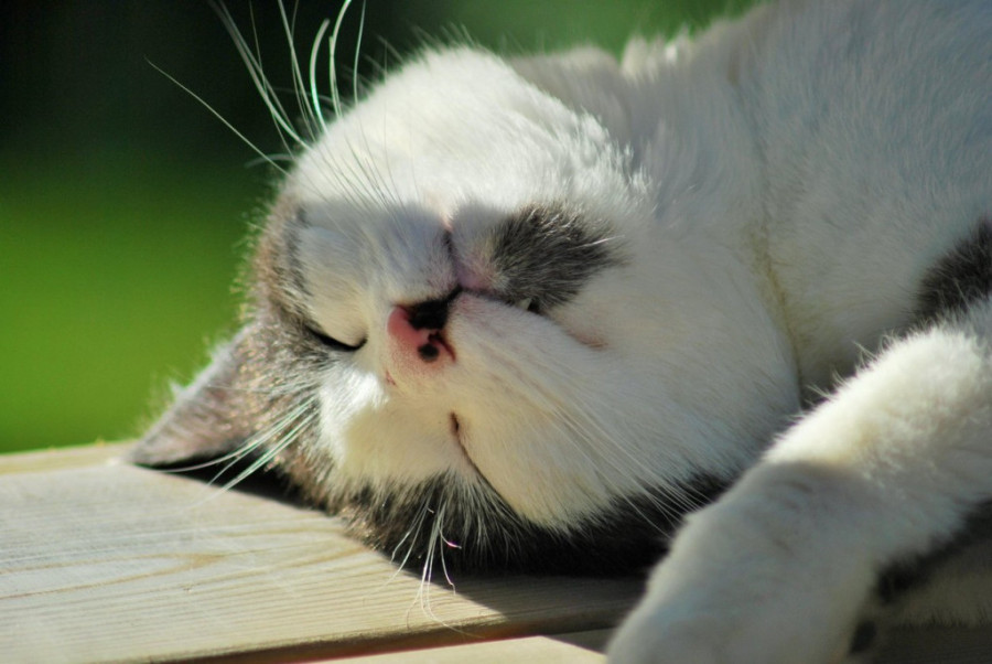 Dodir ovog kućnog ljubimca pozitivno utiče na cirkulaciju krvi i podstiče regeneraciju tkiva