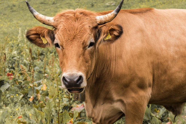 Argentina na 15 dana obustavila izvoz govedine: Pokušaj da se stabilizuju cene na domaćem tržištu
