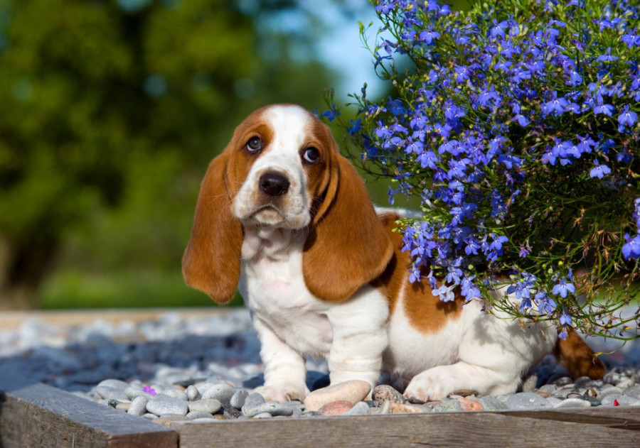Tri rase pasa koje vas neće "odrati": Idealni za one koji žele kućnog ljubimca, ali i da uštede novac