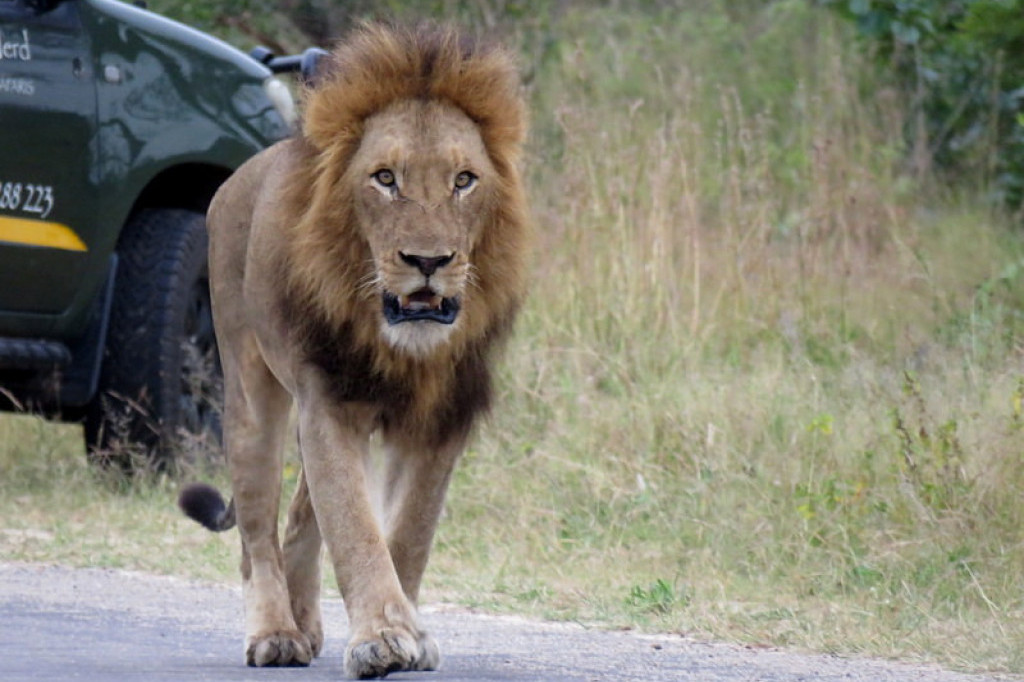 Uhvaćen lav koji je pobegao iz cirkusa u blizini Rima: "Uspavan je"