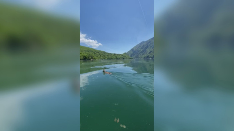 Sve za ženku! Srndaći preplivavaju Perućačko jezero u potrazi za partnerkama - meštani ih prate čamcima da ne bi stradali! (FOTO)