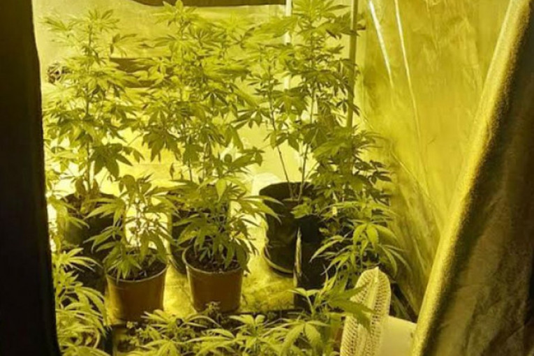 U kući plantaža droge: Pogon za proizvodnju marihuane smestio u četiri zida