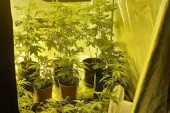 U kući plantaža droge: Pogon za proizvodnju marihuane smestio u četiri zida