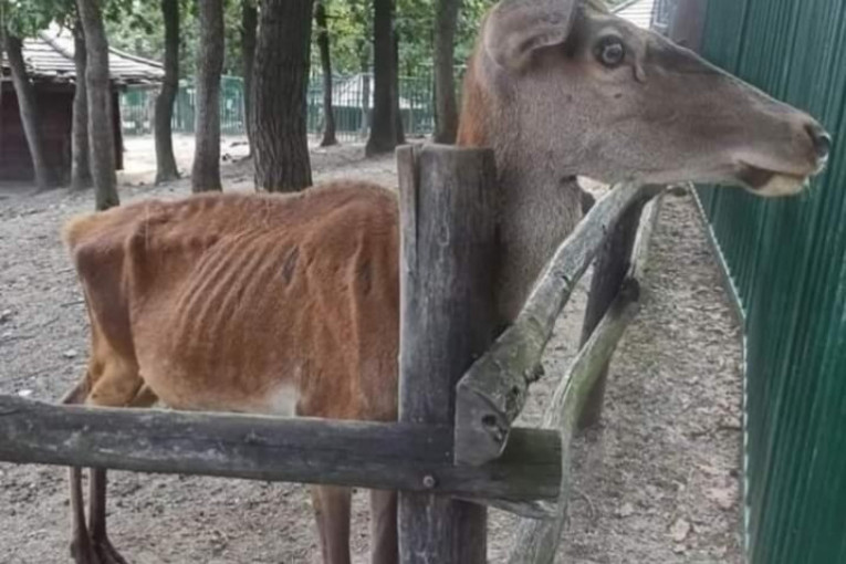 Fotografija neuhranjenog jelena podigla prašinu, mi smo dobili novu iz zoo-vrta u Boru: Evo šta su nam rekli stručnjaci!