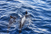 Zubati kitovi se pojavili na Jadranu: Otkrivaju se samo uz pomoć jednog aparata, pogledajte snimak (VIDEO)