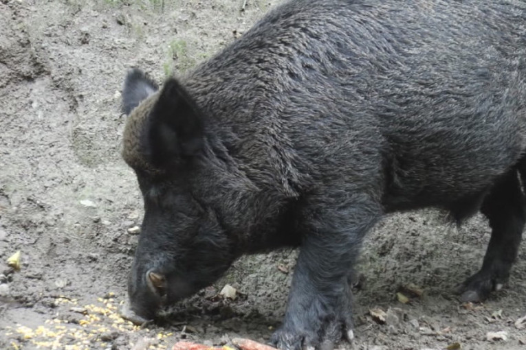 Divlje svinje prave haos u okolini Požege: Meštani očajni - "Branimo se petardama i lupamo noću u šerpe, ali džaba"