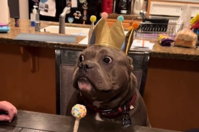 Snimak koji je nasmejao milione: Pogledajte reakciju psa dok mu pevaju rođendansku pesmu (VIDEO)