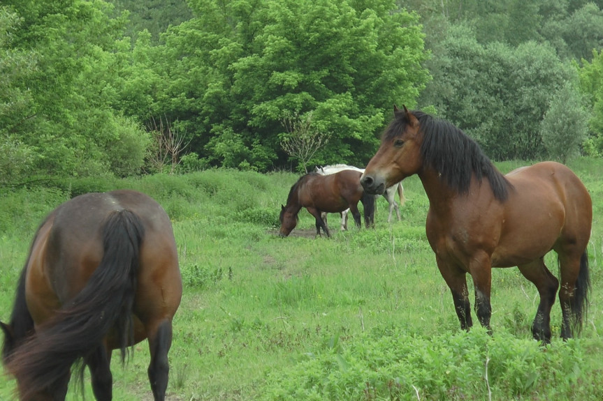 Nestala kobila Viola na teritoriji sela Prislonica kod Čačka: Nalazaču sledi nagrada od 2.500 evra