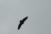 Crni lešinar posle pola veka ponovo viđen na Staroj planini! Reč je o ptici raspona krila od skoro tri metra (FOTO)