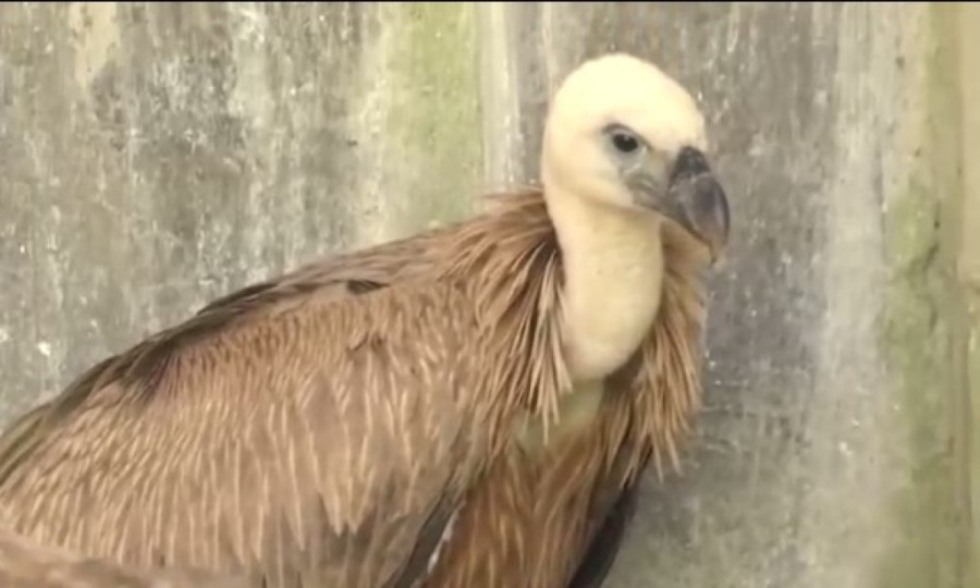 Spasen iznemogli ptić beloglavog supa: Splavari ga našli na ostrvcetu usred Lima