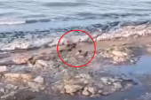 Dečaka na plaži napao čopor besnih pasa! Jurili ga i ujedali po nogama, šokirani prolaznici snimili sve (VIDEO)