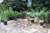 Racija u Staroj Pazovi: Gajio marihuanu u dvorištu porodične kuće (FOTO)