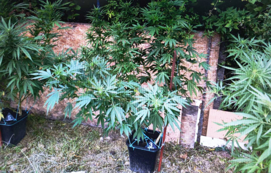 Racija u Staroj Pazovi: Gajio marihuanu u dvorištu porodične kuće (FOTO)