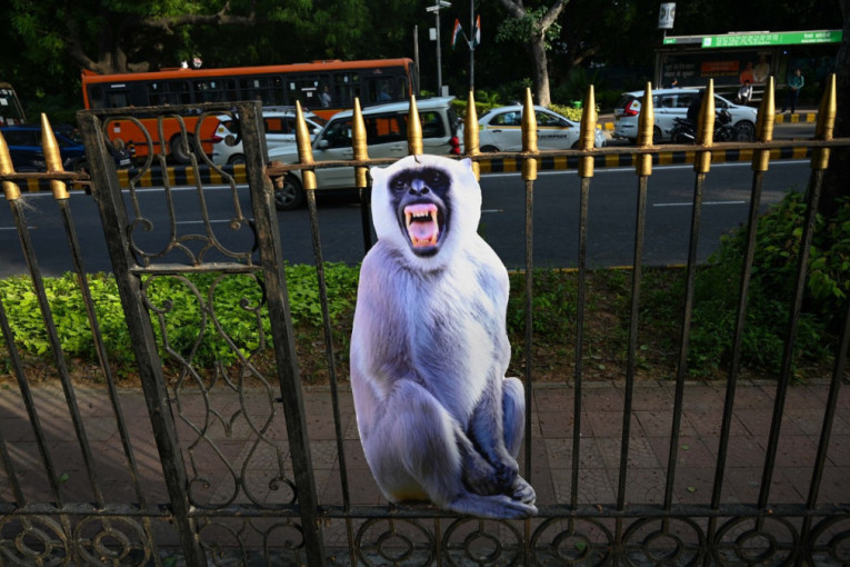 Indija se sprema za samit G20, ali im smetaju majmuni: Ovako će se boriti protiv njih