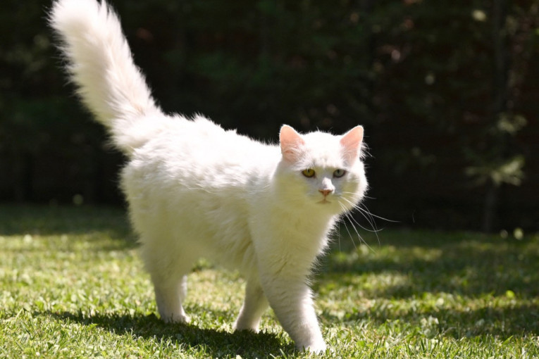 Stereotip ili istina? Da li mačke stvarno vole da budu stalno same