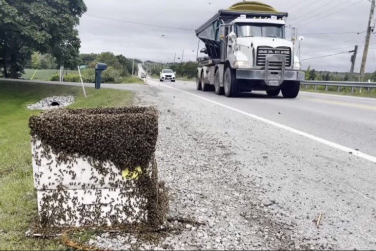 Scena kao u horor filmovima: S kamiona pale košnice s pet miliona pčela, vozač izujedan