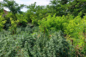 Zasadio 137 biljaka marihuane na njivi: Pritvor za proizvođača droge