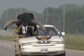 Farmer ogromnog bika vozio na suvozačevom mestu (VIDEO)