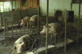 Meštani čačanskih sela u panici zbog Afričke kuge svinja: Ipak, potražnja za prasićima ne jenjava (FOTO)