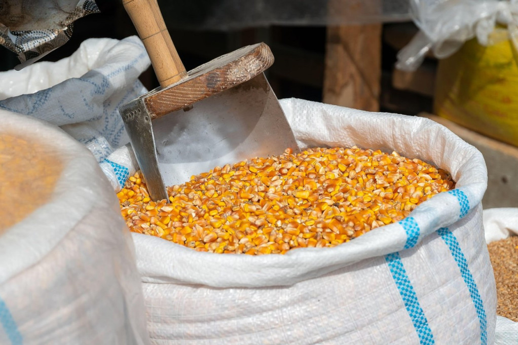 Svi hoće kukuruz: Na Produktnoj prodato 3.700 tona robe