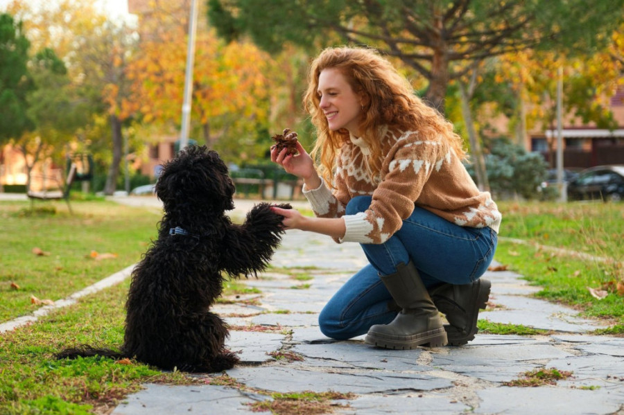 Ne traži vam samo poslasticu: Šta vaš pas stvarno govori kada vam daje šapu?