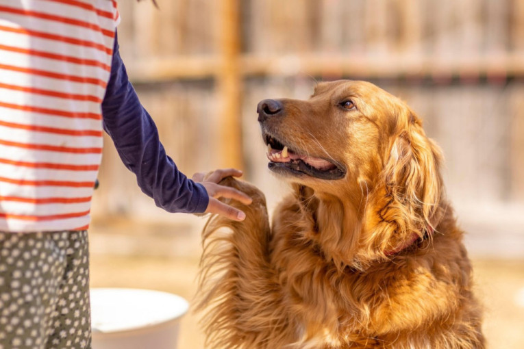Ne traži vam samo poslasticu: Šta vaš pas stvarno govori kada vam daje šapu?