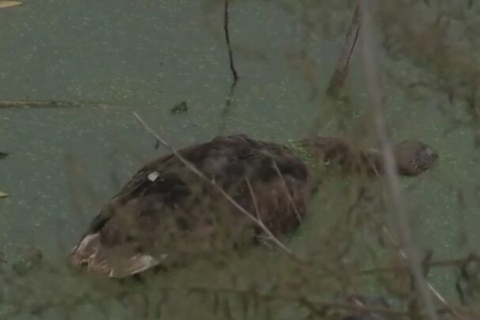 Tridesetak ptica uginulo u Kotežu: Pored kanala pronađen džak sa otrovom