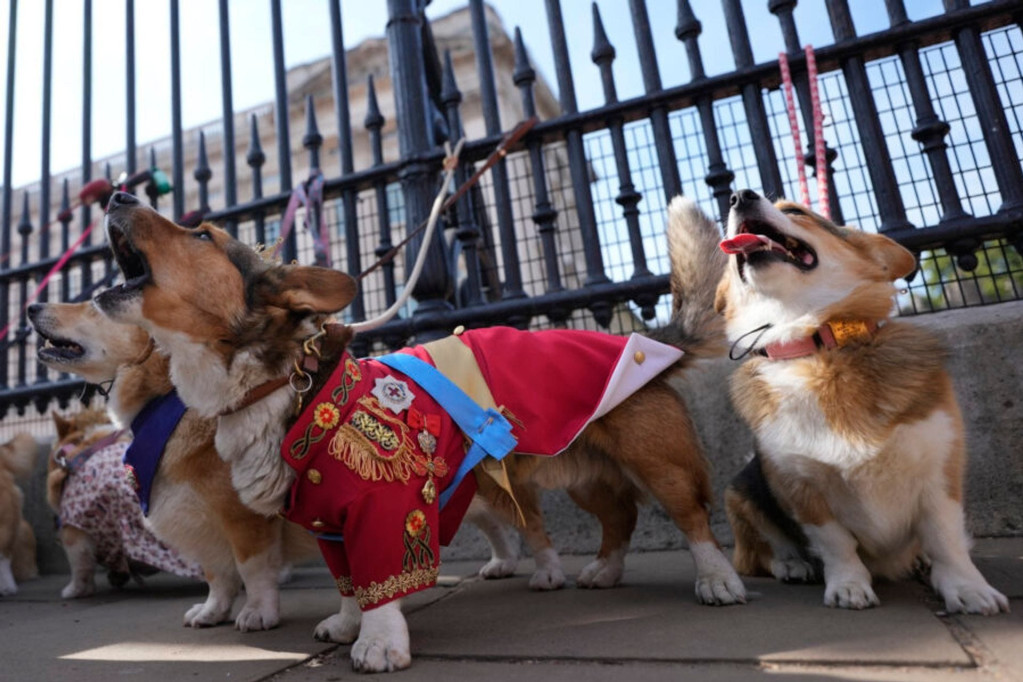 Parada korgija u Londonu na godišnjicu smrti Elizabete II: Kad psi stave krunu (FOTO)