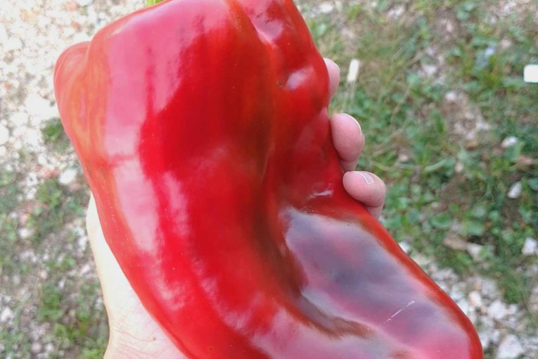 Čudo od paprike, jedna teška preko 300 grama: Domaćin Jovan ove godine ima rod za ponos (FOTO)