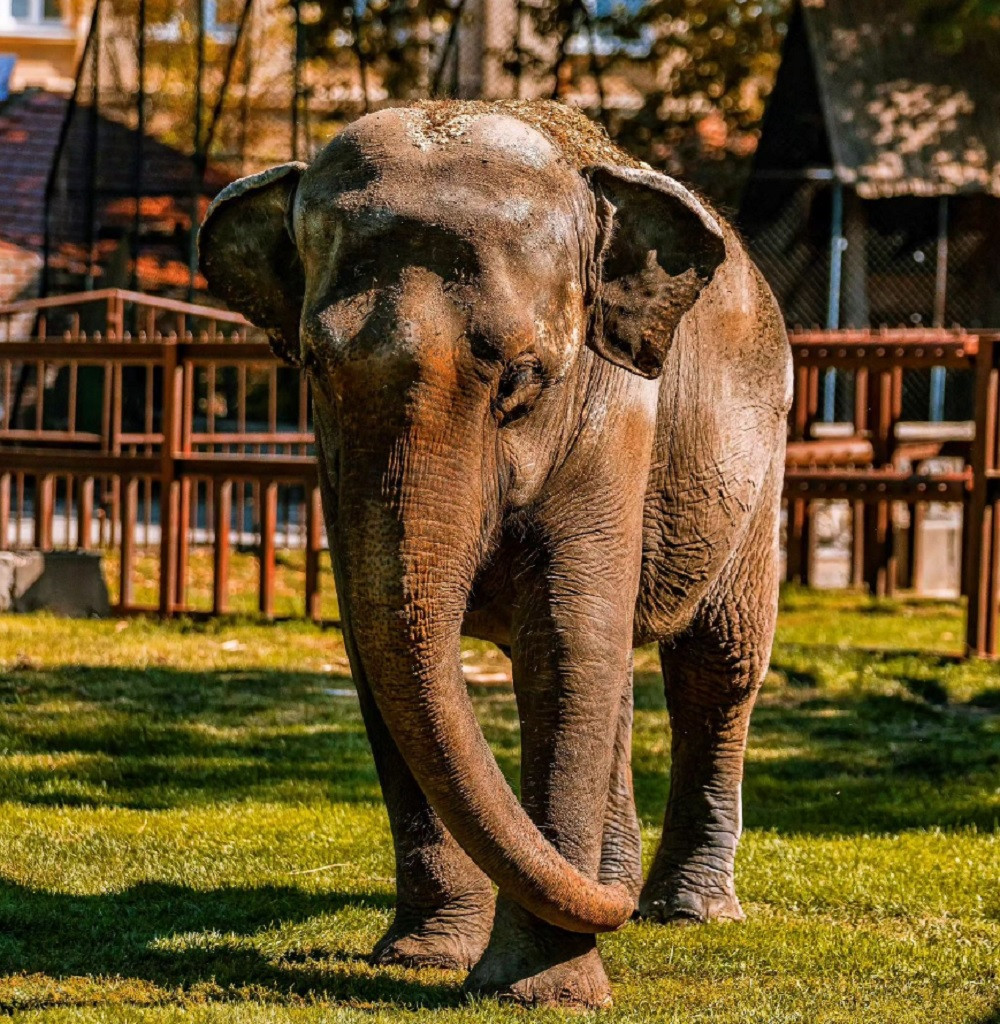 Posle Lusi i Tvigi – stiže Maja: Beo zoo vrt ponovo dobija slonicu