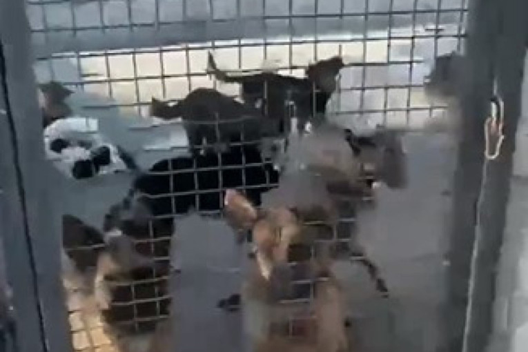 Nakon drame u azilu, organizacija “Panter” upala u prostorije i nahranila pse (VIDEO)