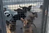 Nakon drame u azilu, organizacija “Panter” upala u prostorije i nahranila pse (VIDEO)