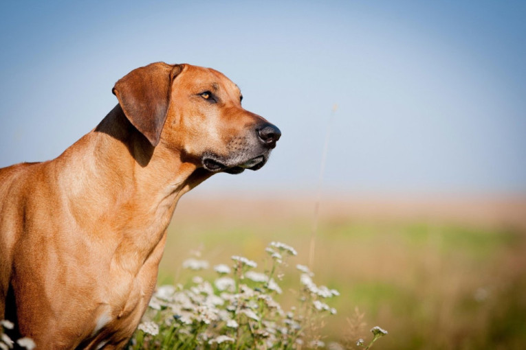 Vlasnik pronašao svog psa nakon 3 godine! Toliko je emotivno da ćete se rasplakati (VIDEO)