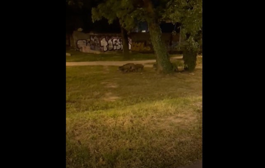 Šta se ovo dešava? Zagreb u rasulu, divlje svinje šetaju gradom, ušle i u školsko dvorište (FOTO)