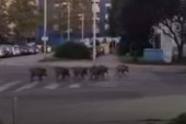 Šta se ovo dešava? Zagreb u rasulu, divlje svinje šetaju gradom, ušle i u školsko dvorište (FOTO)