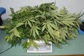 Otkriven zasad marihuane u Badovincima: Policija zaplenila oko 40 kilograma droge!