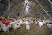 Možda nećemo imati svinja ali piletine će biti i za izvoz, uveravaju proizvođači (FOTO/VIDEO)