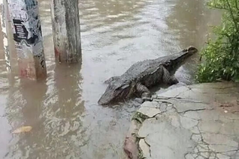 Apokaliptične scene: Krokodili plivaju ulicama nakon nevremena (VIDEO)
