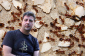 Crveni vatreni mrav stigao u Evropu! Entomolog Žikić upozorava: Ima ubod poput ose i opasan je za ljude!